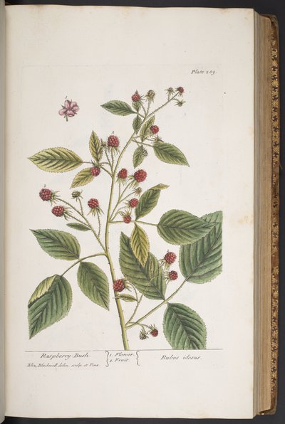Tavola 289, da 