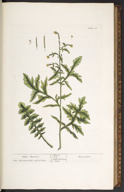Tavola 28, Senape Selvatica, da 