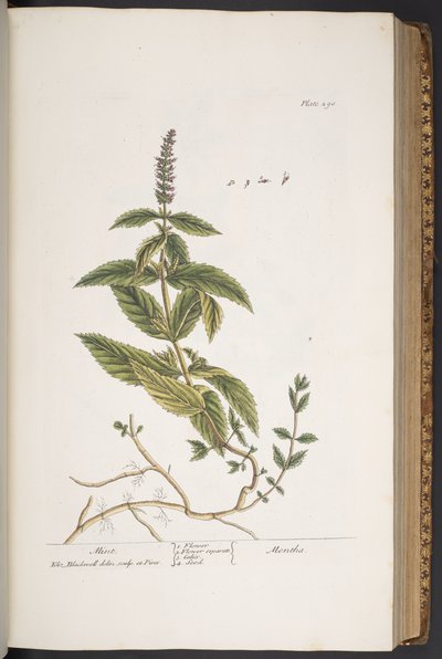 Tavola 290, da 
