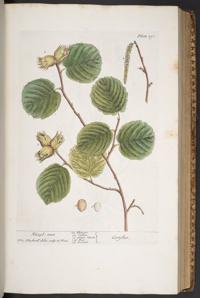 Tavola 293, da 
