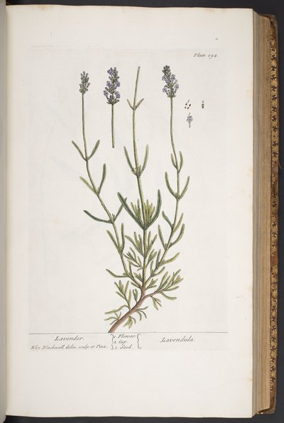 Tavola 294, da 