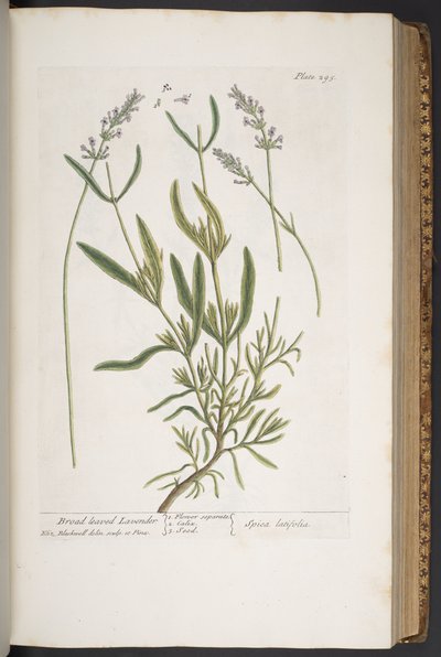 Tavola 295, da 