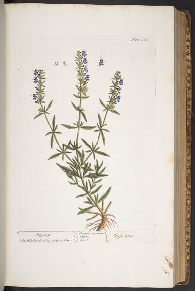 Tavola 296, da 