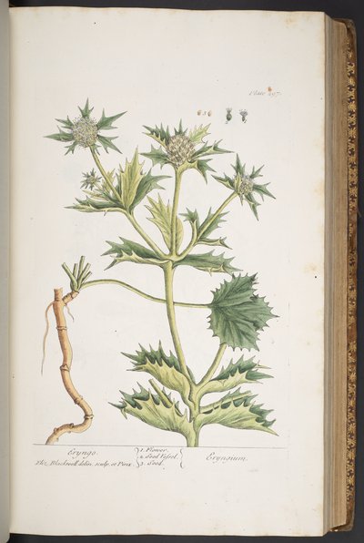 Tavola 297, Eryngo, da 