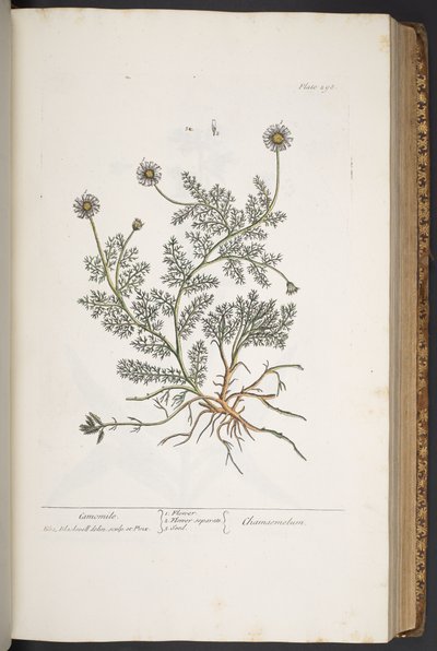 Tavola 298, da 