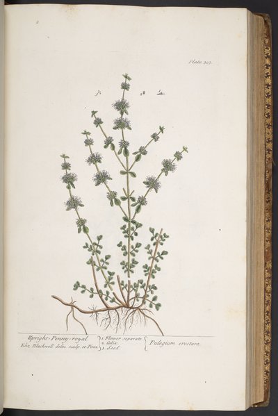 Tavola 303, da 