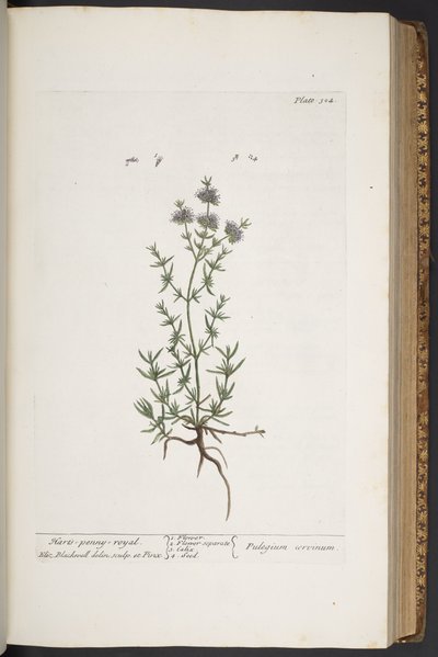 Tavola 304, da 