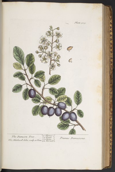Tavola 305, da 