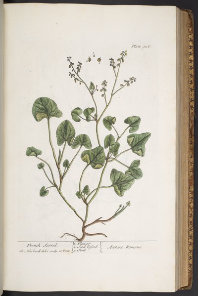 Tavola 306, da 