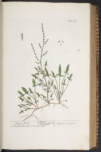 Tavola 307, da 