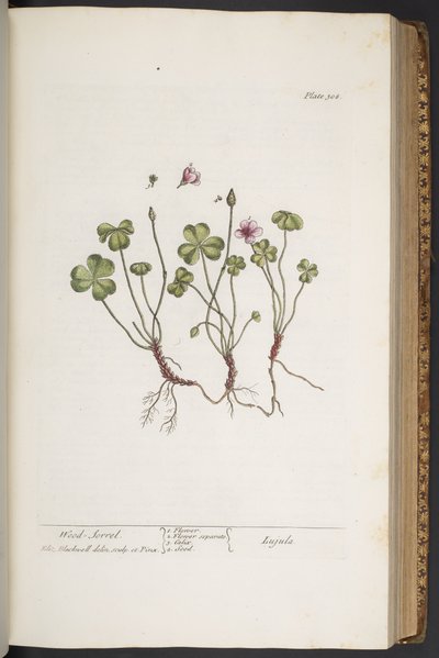 Tavola 308, da 