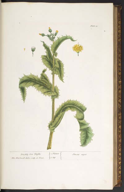 Tavola 30, Cardo Spinoso, da 