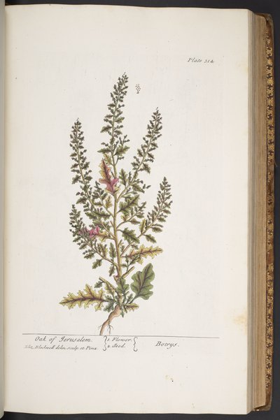 Tavola 314, da 