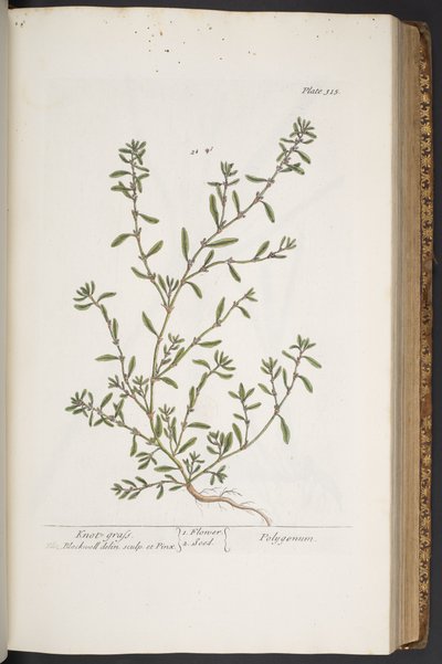 Tavola 315, da 
