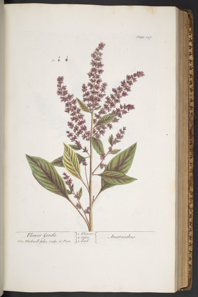 Tavola 317, Fiore Gentile, o Amaranto, da 