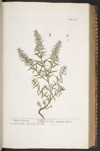 Tavola 318, da 