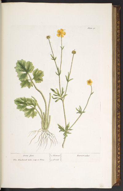 Tavola 31, Piede di Corvo, da 