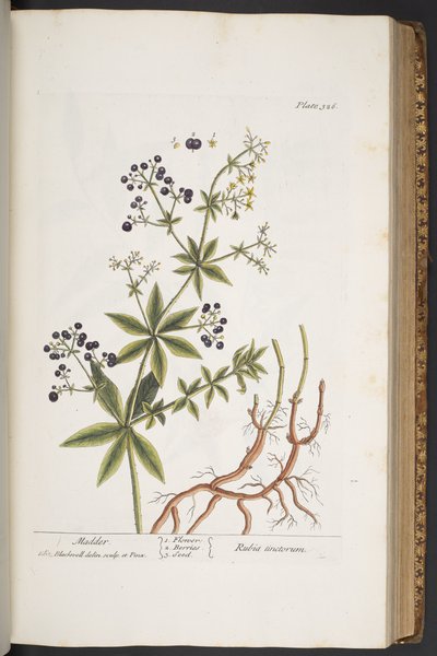 Tavola 326, da 