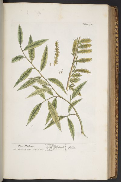 Tavola 327, da 