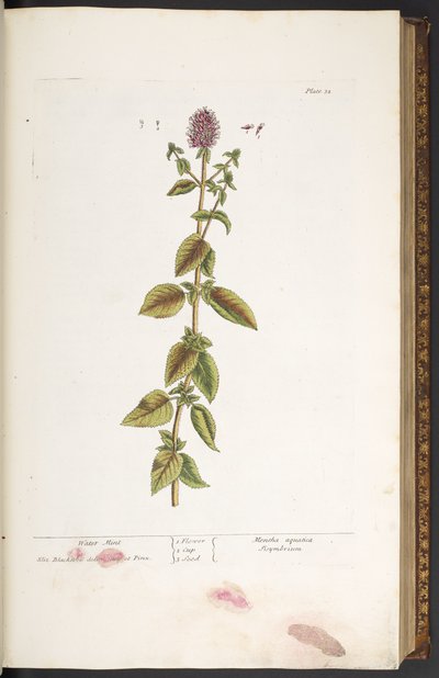 Tavola 32, Menta d