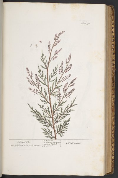 Tavola 331, da 