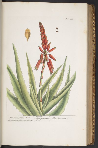 Tavola 333, da 