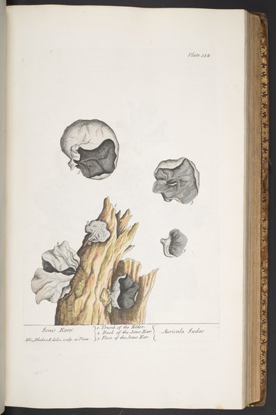 Tavola 334, da 