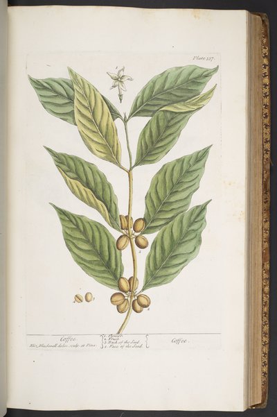 Tavola 337, da 