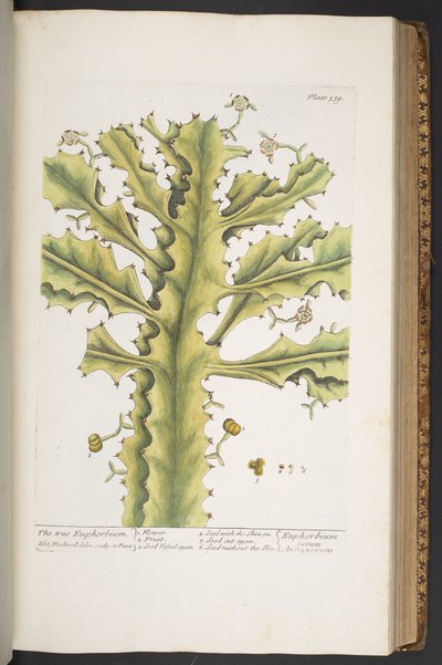 Tavola 339, da 