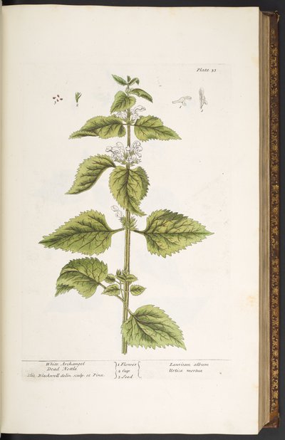 Tavola 33, Ortica bianca, da 