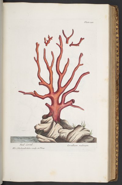 Tavola 341, da 