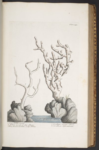 Tavola 342, da 