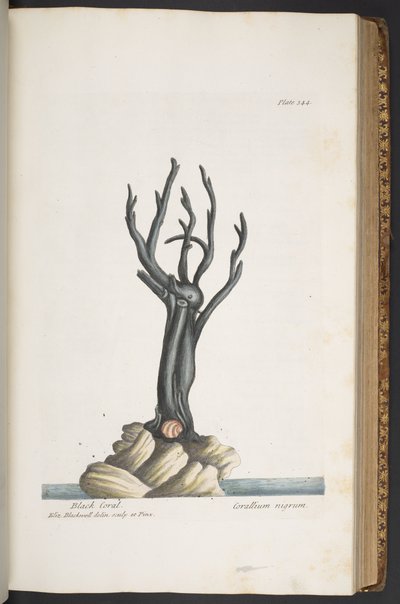 Tavola 344, da 