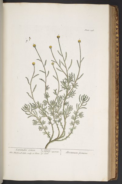 Tavola 346, da 