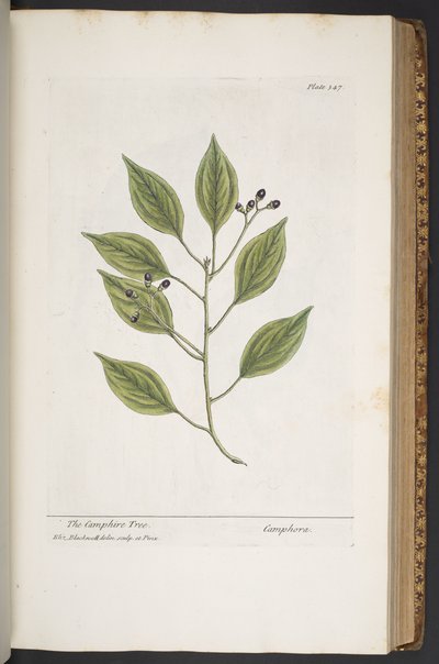 Tavola 347, da 