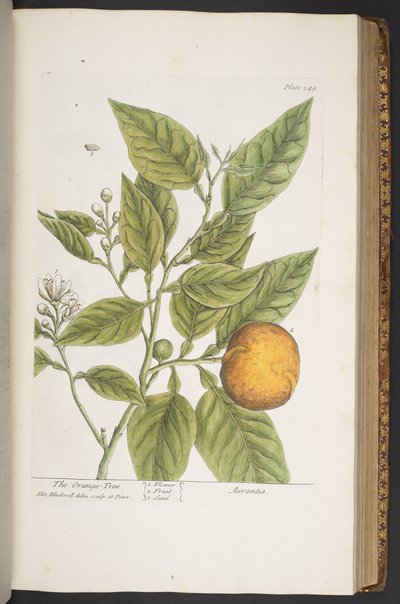 Tavola 349, da 