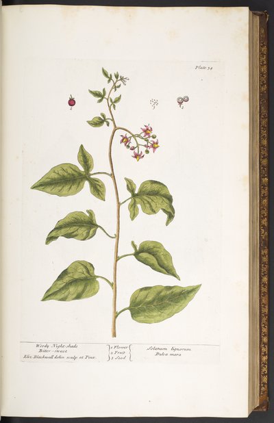 Tavola 34, Dulcamara, da 