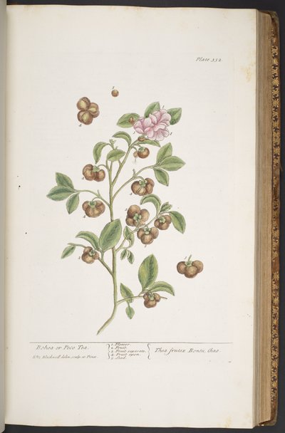 Tavola 352, da 