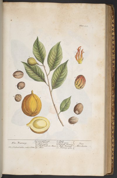 Tavola 353, da 