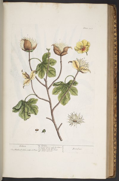 Tavola 357, da 