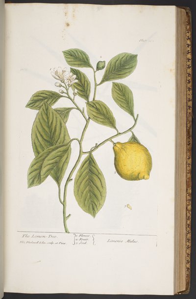 Tavola 362, da 