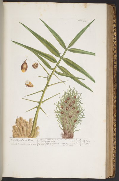 Tavola 363, da 