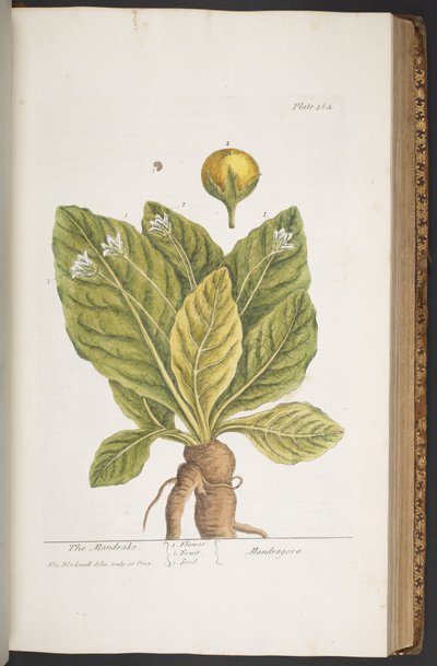 Tavola 364, da 