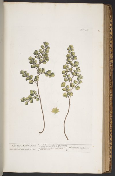 Tavola 367, da 