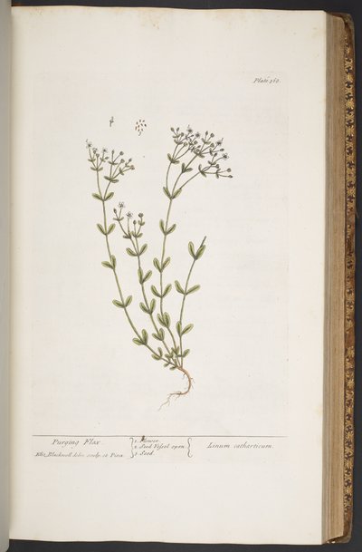 Tavola 368, da 