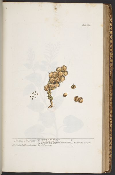 Tavola 371, da 