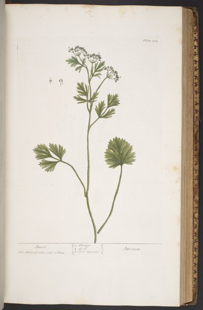 Tavola 374, da 