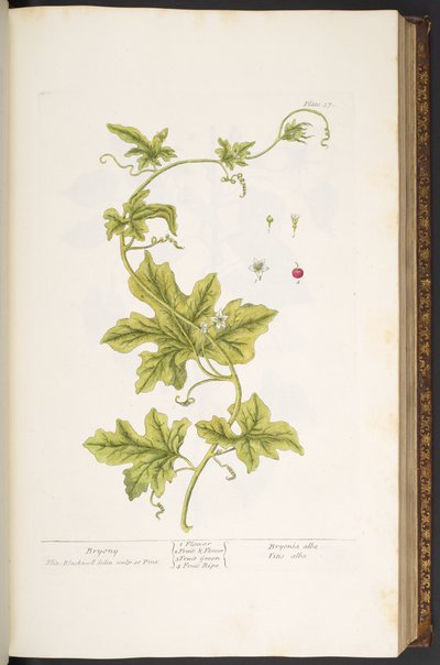Tavola 37, Bryonia, da 