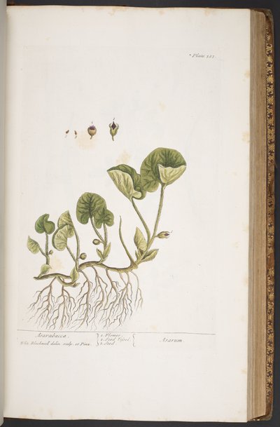 Tavola 383, da 