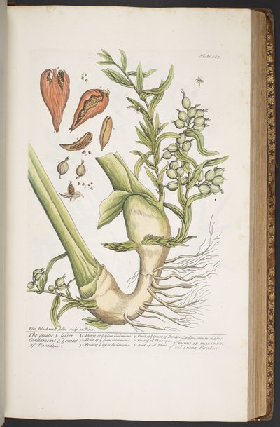 Tavola 385, da 